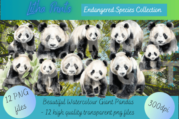 Watercolour Giant Pandas: A Brushstroke for Conservation